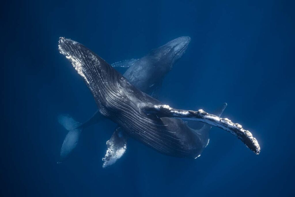Scuba Finders y Underwater Photographer
